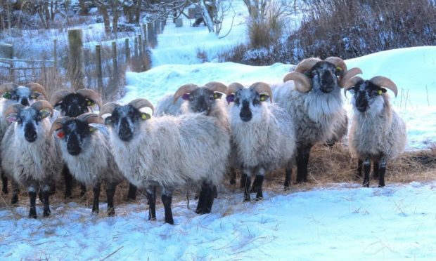 The Orkney Boreray sheep are descendants of the breed which originated on St Kilda.