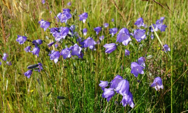 Harebell, Glenartney