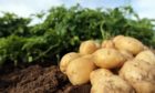 PRIORITY: THe future of potato production could be in jeopardy without solutions to the PCN problem.