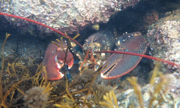 Lobster sheltering in the East Neuk