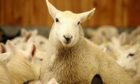 Averages were up across the board at auction centres in the north of Scotland.