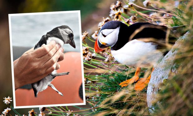 Call for public to help conserve dwindling puffin population along Fife coast.