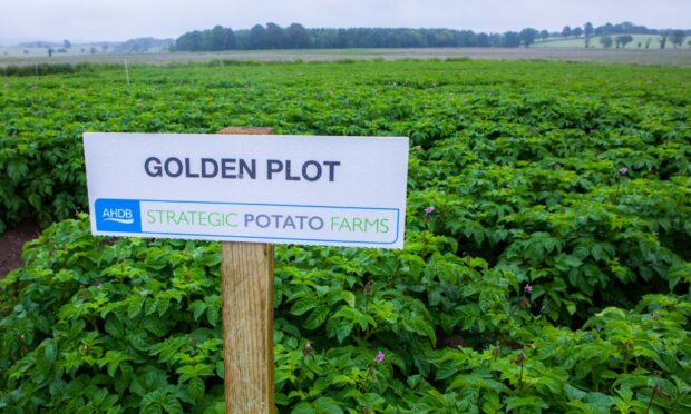 ALL THAT GLITTERS: The rapid dismantling of AHDB Potatoes has left research in the industry rudderless.