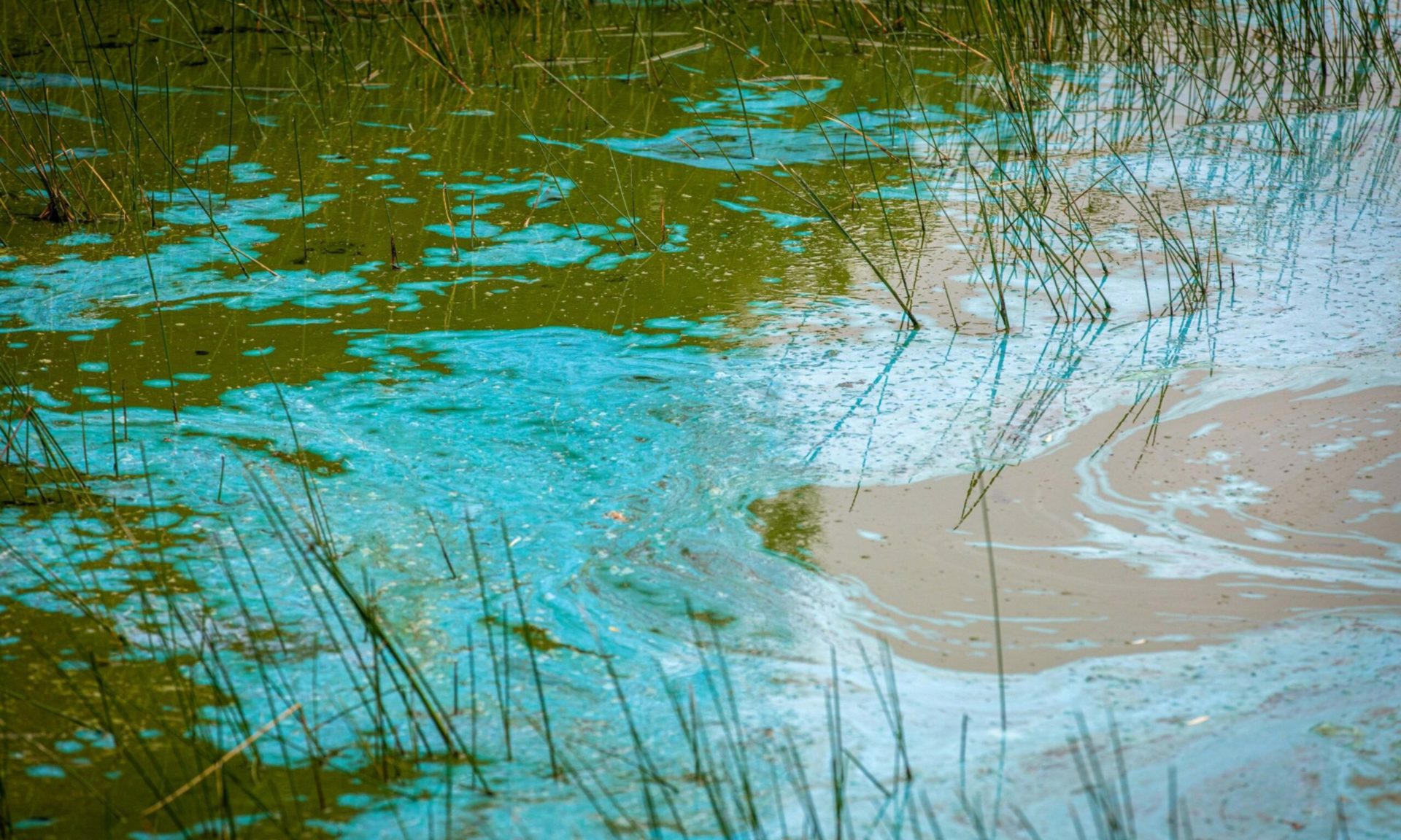 Bluegreen algae The toxic bloom and its dangers to humans and dogs