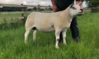 One-crop Texel ewe Coniston Crystal was champion of champions at the show.