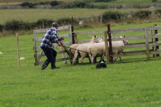 Competition host Michael Shearer pens his sheep with the aid of Tib.