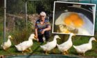 Elspeth Fyfe with her pet ducks and (inset) the triple yolk egg.