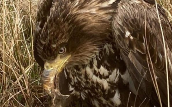 The eagle was rescued by a gamekeeper who discovered it