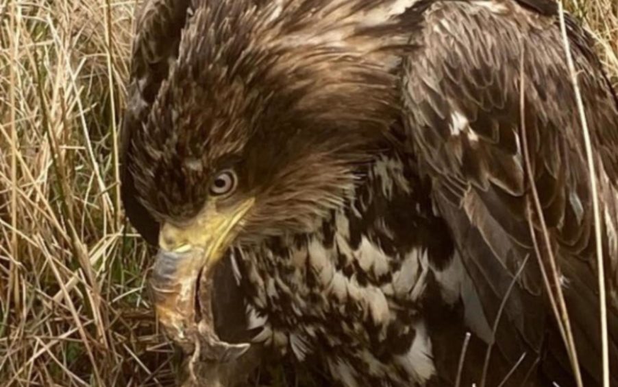 Perthshire gamekeeper rescues rare white-tailed eagle with deformed beak