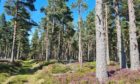 An area of Scots pine forest near Dunphail, Moray.