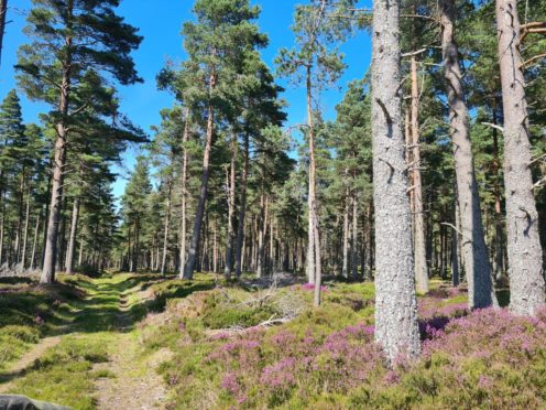 An area of Scots pine forest near Dunphail, Moray.