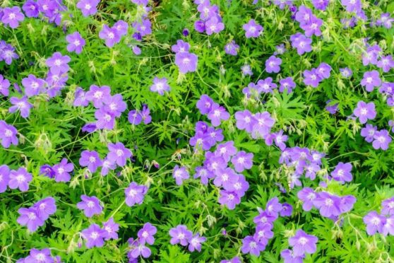 Ground cover plants