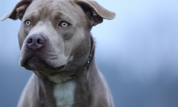 American pit bulls are automatically destroyed under the current law.