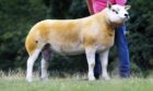 Texel shearling ram Caron Dynamite sold for 32,000gn.