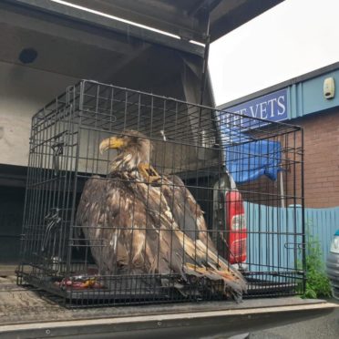 white-tailed eagle found in Perthshire