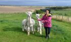 Gayle Ritchie meets the Highland Alpacas and takes them on a trek.