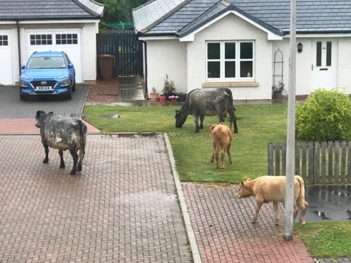 Cows were surprise visitors to Ferryfields in Broughty Ferry on Sunday night.