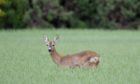 Deer populations have rocketed in recent years and are linked with an increase in Lyme-disease carrying ticks.