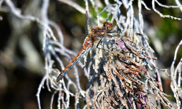 Darter, Torridon