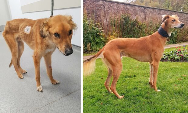 Red, in the distressed state he was found in, and nine months later following a full recovery.