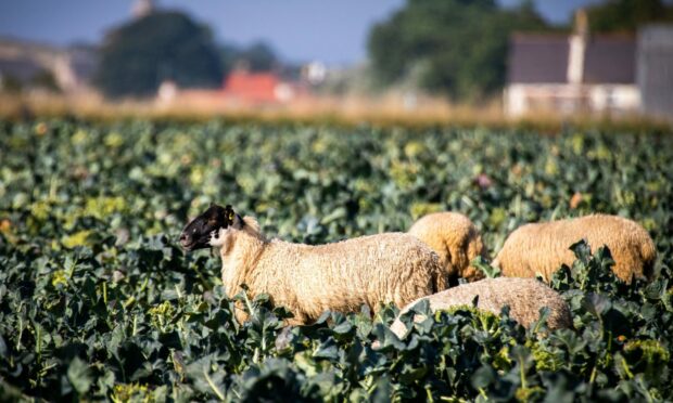 Waste: Sheep feed on high-quality broccoli in Fife, which cannot be harvested due to a shortage of labour.