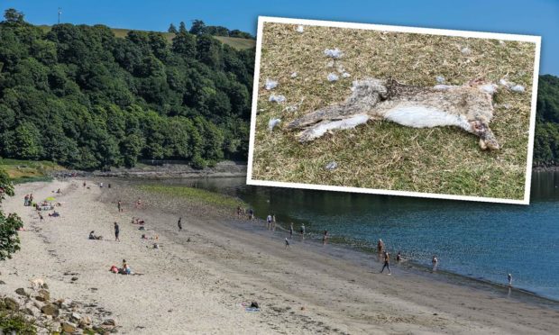 An outbreak at the popular Fife beach has left many rabbits dead or dying.