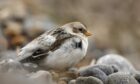 Snow Bunting (Plectrophenax nivalis), adult male. Image: Shutterstock.