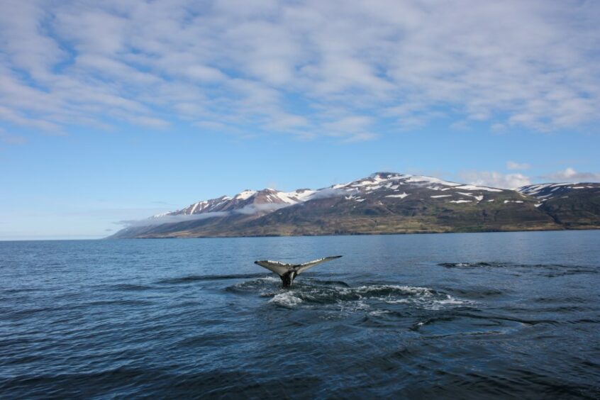Whales
