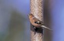Can feeding birds be harmful?
