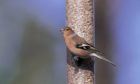Can feeding birds be harmful?