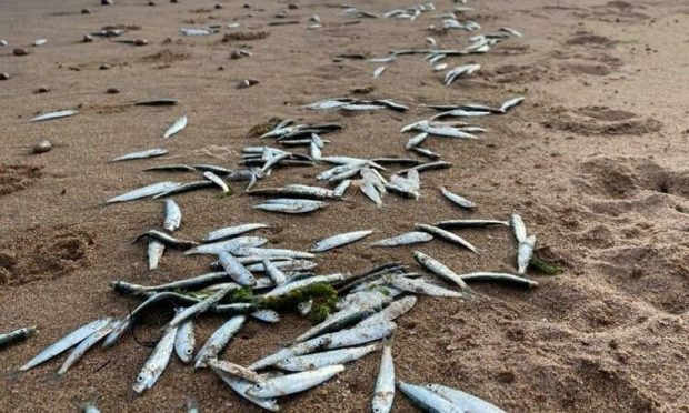 Hundreds of dead fish washed up on the beach at Arbroath.