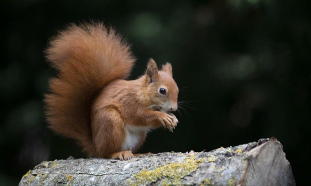 It is feared the red squirrel population could be 'devastated'