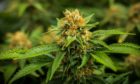 Cannabis plants worth £280,000 were found.