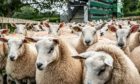 OPPORTUNITY:  The political barrier to lamb exports to the United States has been lifted.