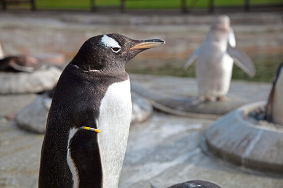 Gentoo penguins at Penguins rock in Edinburgh Zoo.