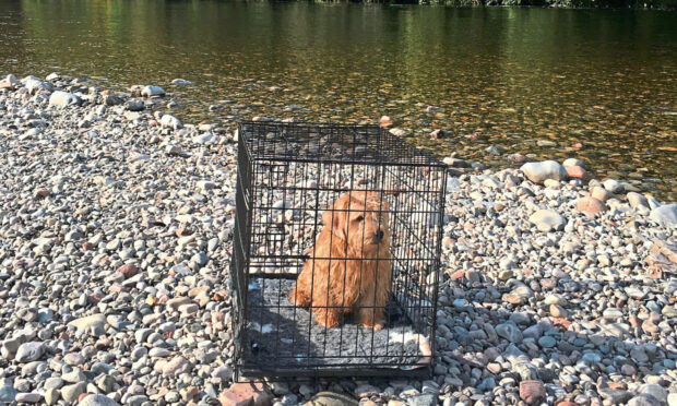 Benny the naughty Norfolk goes fishing with Fiona.