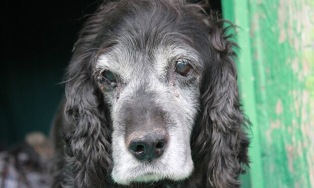 We treasure our old dogs, they've been part of our lives for a long time.