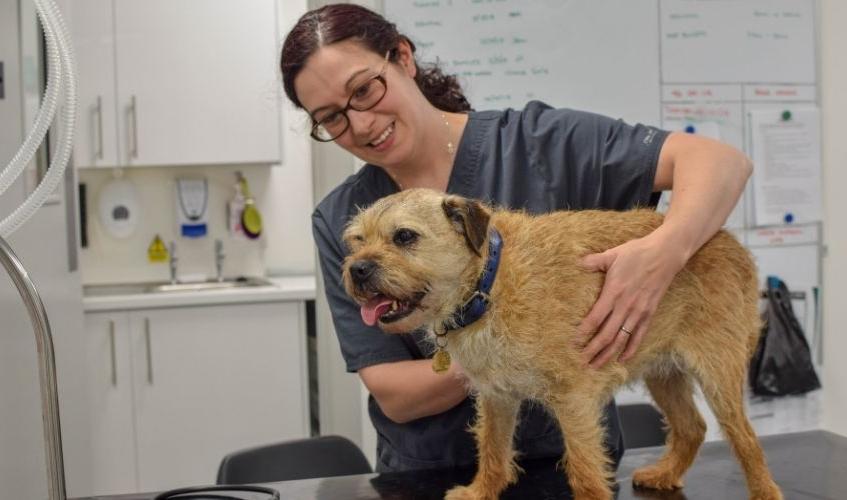 vets help to protect Scotland's animals 