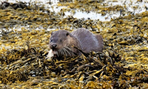 Otter on Mull