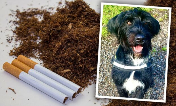 Cigarettes and tobacco with a photo of Boo the dog inset