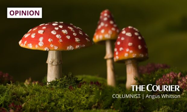 Our common fungi have extraordinary names.