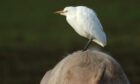 The cattle egret was captured on camera by Mark Caunt at an Angus farm.