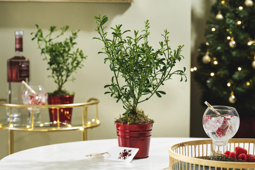 Gin and Tonic Plant