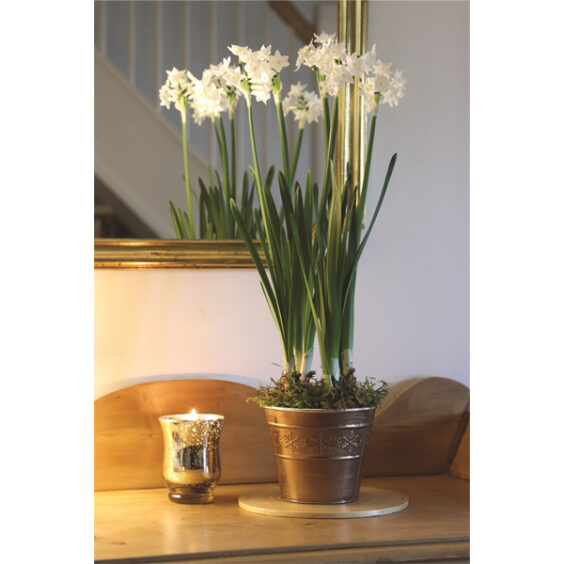 Narcissus Paperwhites & Copper Snowflake Pot