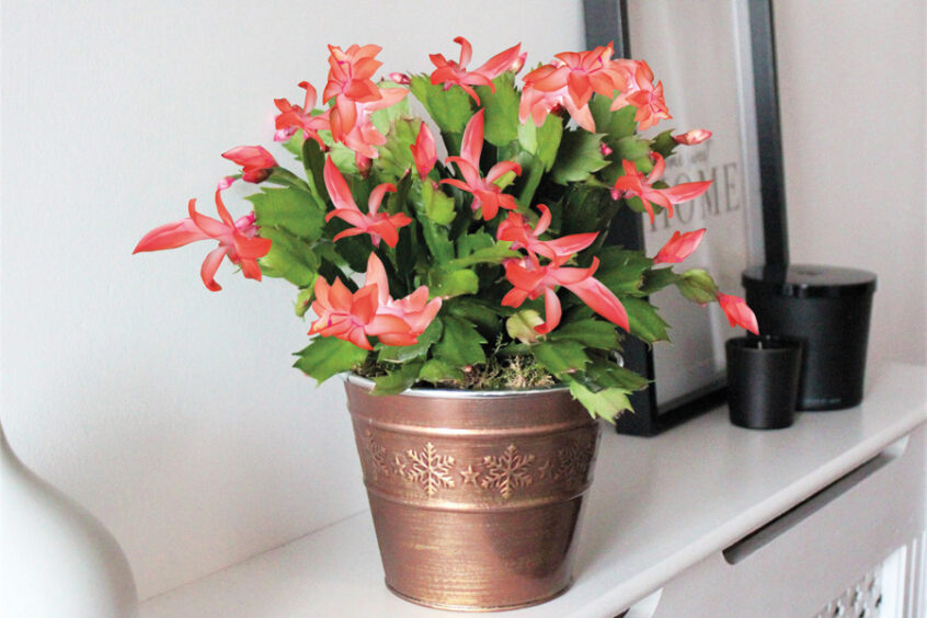 Orange Christmas Cactus & Copper Pot