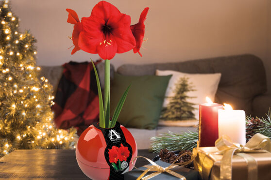 Amaryllis Bauble
