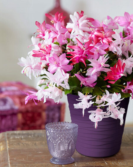 Christmas Cactus & Plum Pot