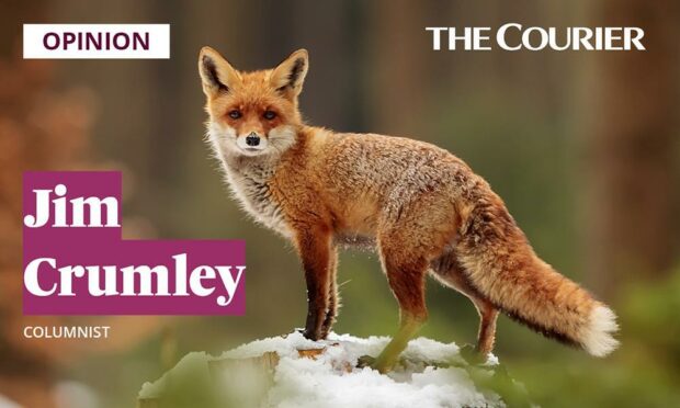 The elusive fox: smarter than the average wildlife watcher. Photo: Shutterstock.