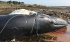 A humpback whale whale which was seen in the Forth entangled in fishing gear. It later washed up dead on the East Lothian coast.