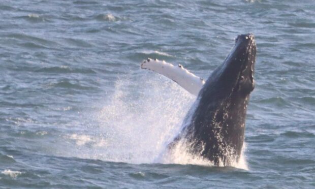 The whale in the Forth was captured breaching by Ronnie Mackie.